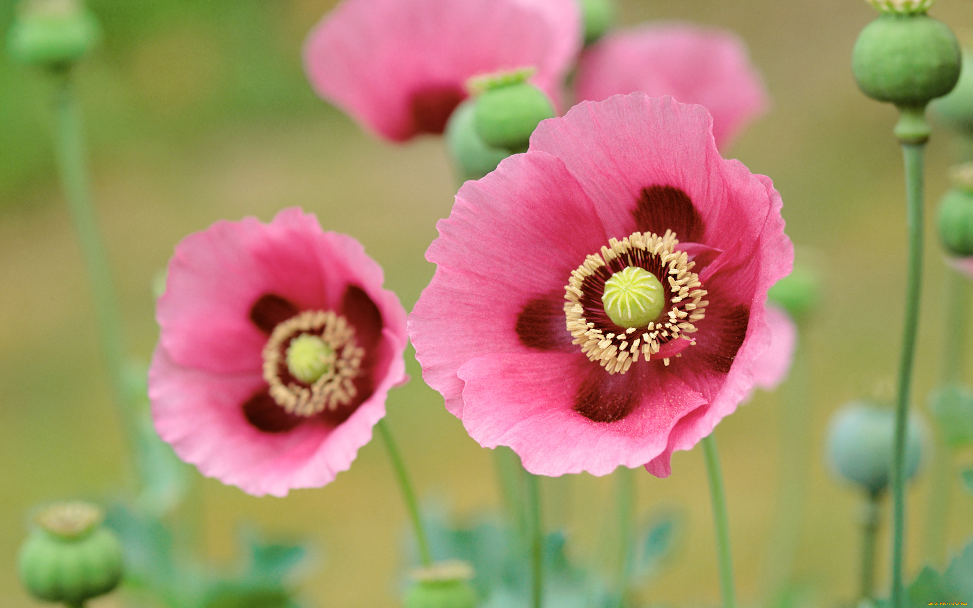 , , poppies
